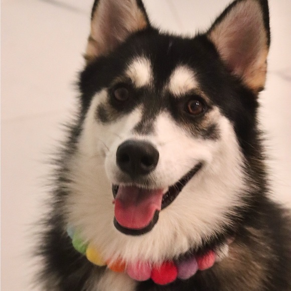 Meet your Posher, Xinyu - Picture 1 of 1